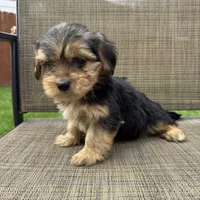 Pauly, a male Yorkshire Terrier for sale in Chesterfield, MI – 7 of 9