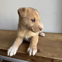 Stew , a male Australian Shepherd and Border Collie for sale in Chesterfield, MI – Photo 5 of 6