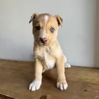 Stew , a male Australian Shepherd and Border Collie for sale in Chesterfield, MI – Photo 2 of 6