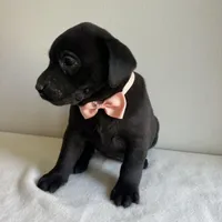 Lennon, a female Labrador Retriever for sale in Chesterfield, MI – Photo 4 of 4