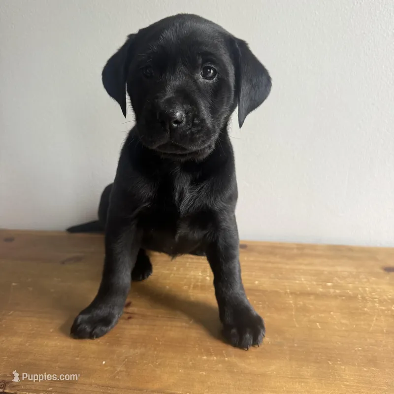 Lennon – Labrador Retriever puppy for sale in Chesterfield, MI