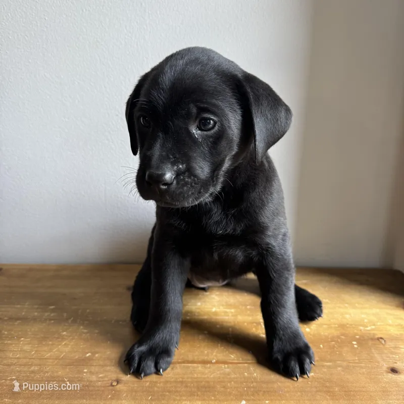 Lennon – Labrador Retriever puppy for sale in Chesterfield, MI