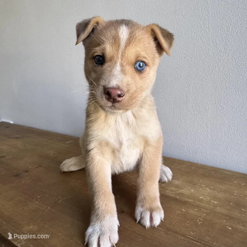 Stew  – Australian Shepherd, Border Collie puppy for sale in Chesterfield, MI