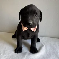 Lennon, a female Labrador Retriever for sale in Chesterfield, MI – Photo 2 of 4