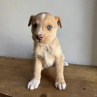 Stew , a male Australian Shepherd and Border Collie for sale in Chesterfield, MI – Photo 4 of 6