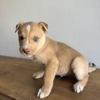 Stew , a male Australian Shepherd and Border Collie for sale in Chesterfield, MI – Photo 6 of 6