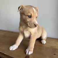 Stew , a male Australian Shepherd and Border Collie for sale in Chesterfield, MI – Photo 3 of 6