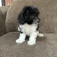 Meadow, a female Havapoo for sale in Chesterfield, MI – 2 of 8