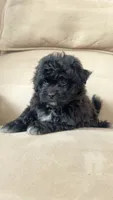 Benji, a male Shihpoo for sale in Chesterfield, MI – 3 of 7