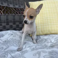 Kelly, a female Chihuahua for sale in Chesterfield, MI – 2 of 6