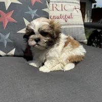 Stew, a male Shichon for sale in Chesterfield, MI – 7 of 8