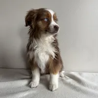 Sully, a male Toy Australian Shepherd for sale in Chesterfield, MI – Photo 3 of 6