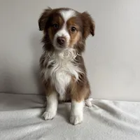 Sully, a male Toy Australian Shepherd for sale in Chesterfield, MI – Photo 5 of 6