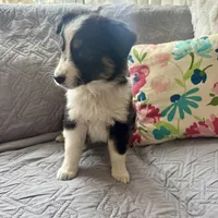 Luke , a male Miniature Australian Shepherd for sale in Chesterfield, MI – Photo 3 of 3