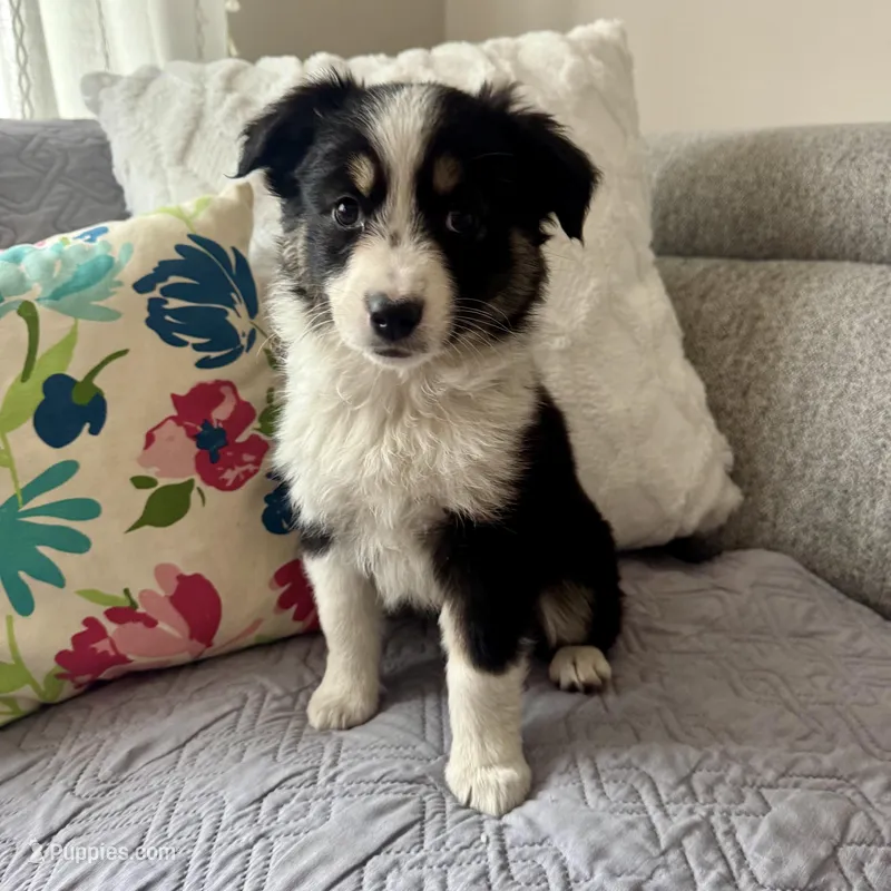 Luke  – Miniature Australian Shepherd puppy for sale in Chesterfield, MI
