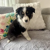 Luke , a male Miniature Australian Shepherd for sale in Chesterfield, MI – Photo 2 of 3