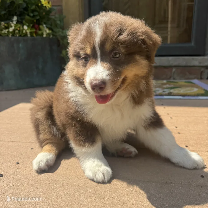 Phoebe  – Miniature Australian Shepherd puppy for sale in Chesterfield, MI