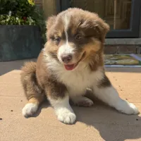 Phoebe , a female Miniature Australian Shepherd for sale in Chesterfield, MI – 1 of 5