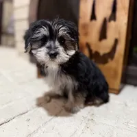 Bridgette, a female Morkie for sale in Macomb, MI – 3 of 6