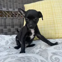 Dylan, a male Chihuahua for sale in Chesterfield, MI – 4 of 5