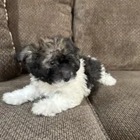 Carmela, a female Havapoo for sale in Chesterfield, MI – 2 of 6