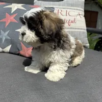 Louie , a male Bichon Frise and Shih Tzu for sale in Chesterfield, MI – 3 of 5