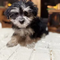 Benny, a male Morkie for sale in Macomb, MI – 2 of 7