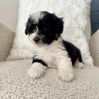 Reba, a female Miniature Aussiedoodle for sale in Chesterfield, MI – 6 of 7