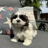 Luke , a male Bichon Frise and Shih Tzu for sale in Chesterfield, MI – 4 of 6