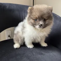 Kyle, a male Pomeranian for sale in Chesterfield, MI – 5 of 5