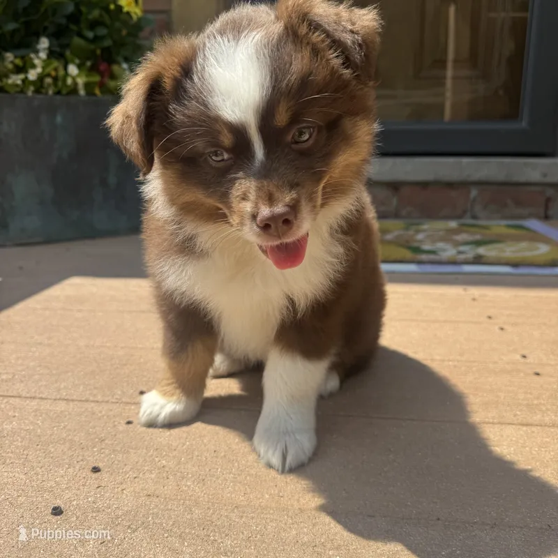Rachel  – Miniature Australian Shepherd puppy for sale in Chesterfield, MI