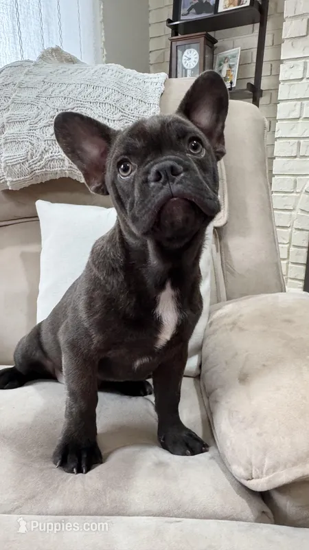 Drake – French Bulldog puppy for sale in Chesterfield, MI