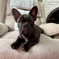 Drake, a male French Bulldog for sale in Chesterfield, MI – Photo 6 of 8