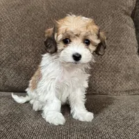 Adriana, a female Havapoo for sale in Chesterfield, MI – 2 of 7