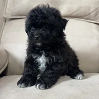 Benji, a male Shih Tzu and Poodle - Miniature  for sale in Chesterfield, MI – 5 of 5