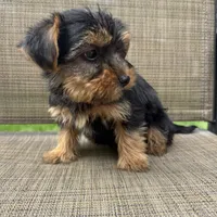 Max, a male Yorkshire Terrier for sale in Chesterfield, MI – 7 of 7