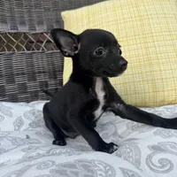 Dylan, a male Chihuahua for sale in Chesterfield, MI – 2 of 5