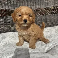 Chucky , a male Poodle - Miniature  for sale in Chesterfield, MI – 3 of 8
