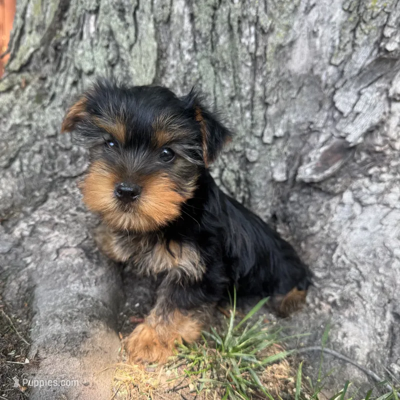 Teddy – Yorkshire Terrier puppy for sale in Chesterfield, MI