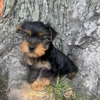 Teddy, a male Yorkshire Terrier for sale in Chesterfield, MI – 1 of 6