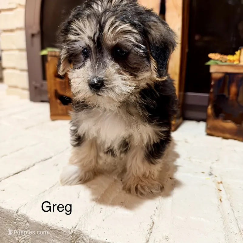 Greg – Morkie puppy for sale in Macomb, MI