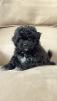 Benji, a male Shihpoo for sale in Chesterfield, MI – 7 of 7