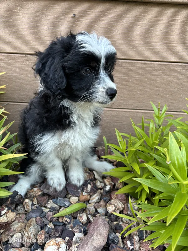 Alex – Miniature Aussiedoodle puppy for sale in Chesterfield, MI