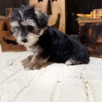 Stan, a male Maltese and Yorkshire Terrier for sale in Macomb, MI – 4 of 6