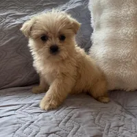 Mariah , a female Shih Tzu and Yorkshire Terrier for sale in Chesterfield, MI – Photo 1 of 4