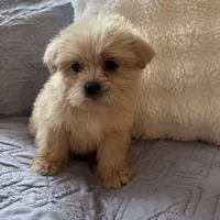 Mariah , a female Shih Tzu and Yorkshire Terrier for sale in Chesterfield, MI – Photo 4 of 4