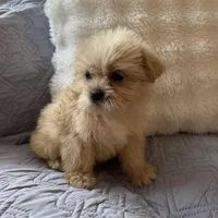Mariah , a female Shih Tzu and Yorkshire Terrier for sale in Chesterfield, MI – Photo 3 of 4