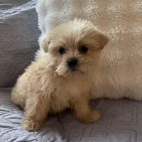 Mariah , a female Shih Tzu and Yorkshire Terrier for sale in Chesterfield, MI – Photo 2 of 4