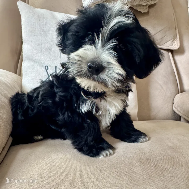 Carl  – Yorkipoo puppy for sale in Chesterfield, MI