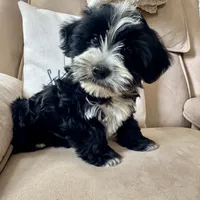 Carl , a male Yorkipoo for sale in Chesterfield, MI – 1 of 3